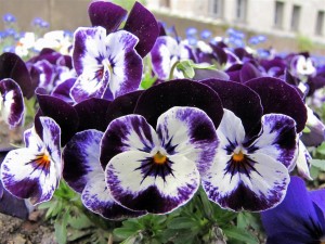 Blumen1 (Mittel)