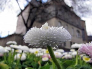 Blumen2 (Mittel)