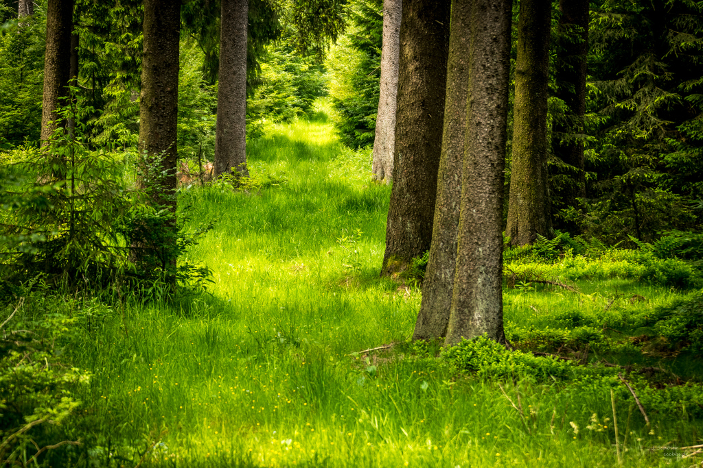 Fichtenwald auf dem Seelenpfad - aber hier keine Monokultur - viel Platz für die Natur